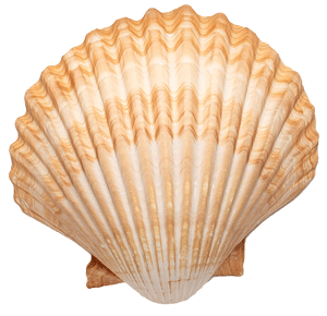 Seashell