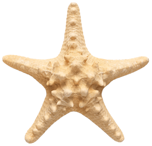 Starfish